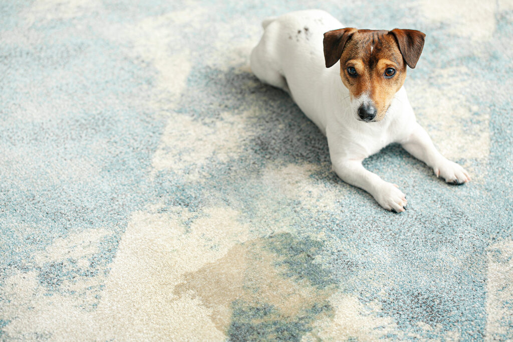 hialeah-fl-pet-stain-and-odor-removal