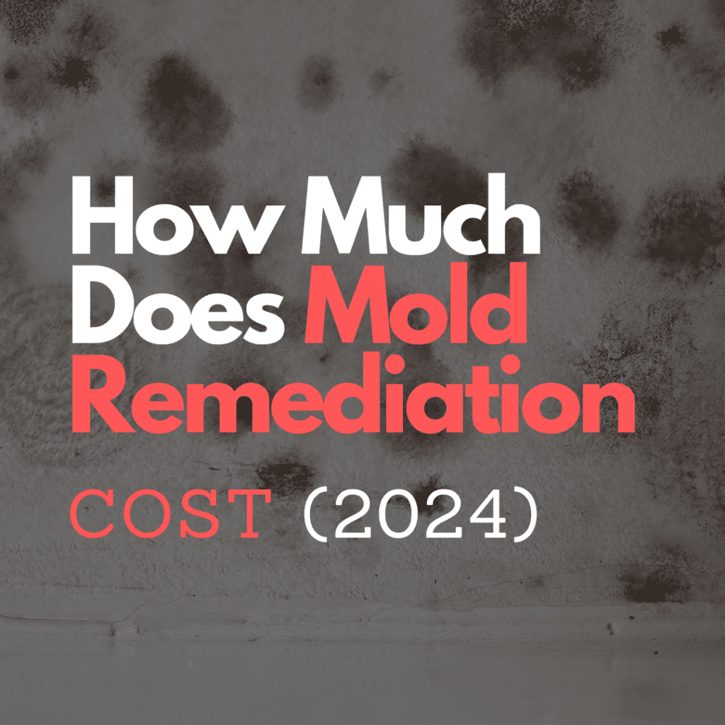 How Much Does Mold Remediation Cost? (2024)